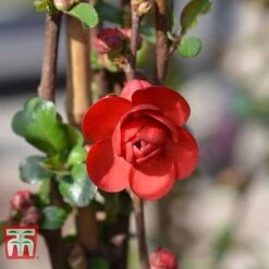 Chaenomeles 'Scarlet Storm' -Flourish Flora CHAE T79997 E