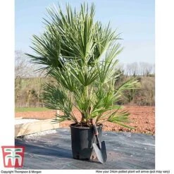 Chamaerops Humilis -Flourish Flora CHAM T47761 L