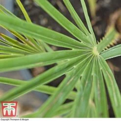 Chamaerops Humilis -Flourish Flora CHAM T47762 D1