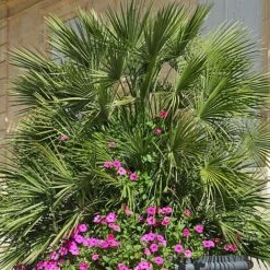 Chamaerops Humilis -Flourish Flora CHAM T47762 NOW1