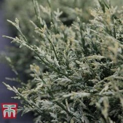 Chamaecyparis Lawsoniana 'Pearly Swirls'