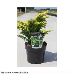 Chamaecyparis Obtusa 'Fernspray Gold' -Flourish Flora CHAM T66132 A h