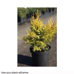 Chamaecyparis Obtusa 'Lucas' -Flourish Flora CHAM T66133 A h
