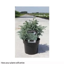 Chamaecyparis Pisifera 'Boulevard' -Flourish Flora CHAM T66137 A h