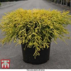 Chamaecyparis Pisifera 'Filifera Aurea' -Flourish Flora CHAM T66138 E