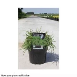 Chamaecyparis Pisifera 'Filifera Nana' -Flourish Flora CHAM T66139 B h