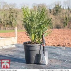 Chamaerops Humilis 'Vulcano' -Flourish Flora CHAM WKB9223 L