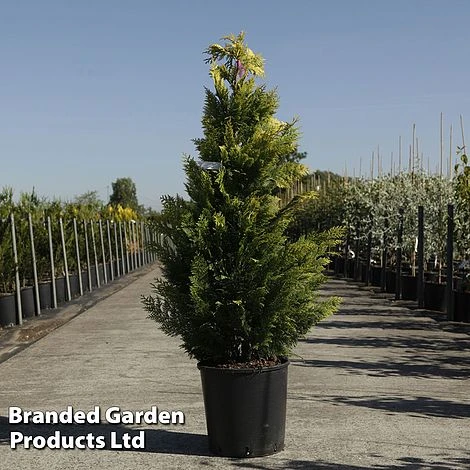 Chamaecyparis Lawsoniana 'Ivonne' 2 Chamaecyparis Lawsoniana 'Ivonne' - Image 2