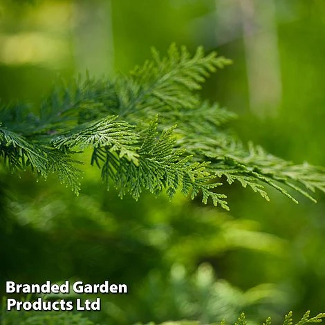 Chamaecyparis Lawsoniana 'Ivonne' 1 Chamaecyparis Lawsoniana 'Ivonne'