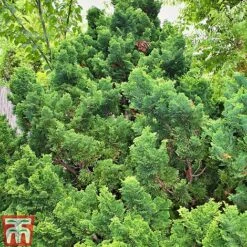 Chamaecyparis Obtusa 'Nana Gracilis' -Flourish Flora CHAM NANAGRACI L06751W