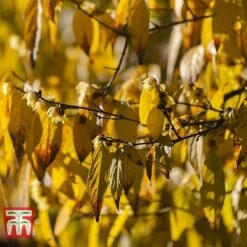 Chimonanthus Praecox -Flourish Flora CHIM T58138 D