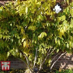 Chimonanthus Praecox -Flourish Flora CHIM T58138 E