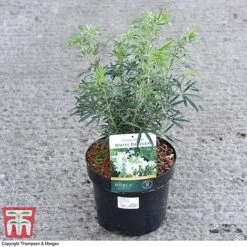 Choisya X Dewitteana 'White Dazzler' -Flourish Flora CHOI 62039 A