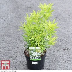 Choisya X Dewitteana 'Aztec Gold' -Flourish Flora CHOI 66142 A