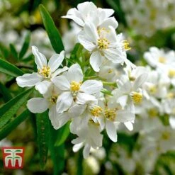 Choisya X Dewitteana 'Aztec Pearl'