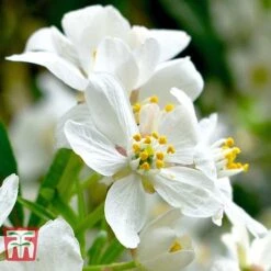 Choisya X Dewitteana 'Aztec Pearl' -Flourish Flora CHOI T66143 C