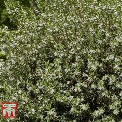 Choisya X Dewitteana 'Aztec Pearl' -Flourish Flora CHOI T66143 D