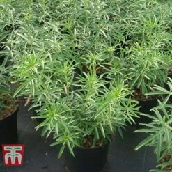 Choisya X Dewitteana 'Aztec Pearl' -Flourish Flora CHOI T66143 F