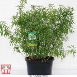 Choisya X Dewitteana 'Aztec Pearl' -Flourish Flora CHOI T66143 G