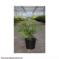 Choisya X Dewitteana 'Goldfingers' -Flourish Flora CHOI T66144 B h