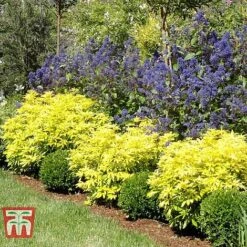 Choisya X Dewitteana 'Goldfingers' -Flourish Flora CHOI T66144 D