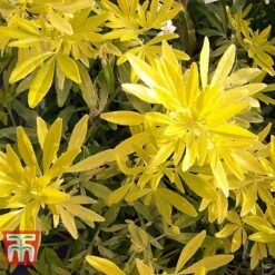 Choisya X Dewitteana 'Goldfingers' -Flourish Flora CHOI T66144 F