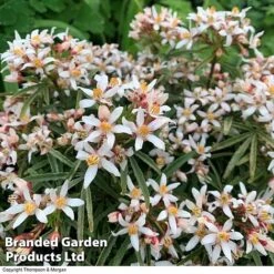 Choisya 'Little Bee' -Flourish Flora CHOI WKC1582 B1