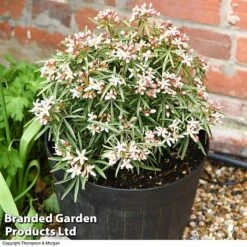 Choisya 'Little Bee' -Flourish Flora CHOI WKC1582 C1