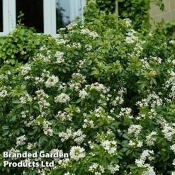 Evergreen Patio Shrub Collection -Flourish Flora CHOI TERNATA S30899
