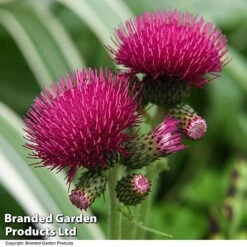 Cirsium Rivulare 'Atropurpureum' -Flourish Flora CIRS ATROPURPU T07804