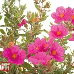 Cistus X Pulverulentus 'Sunset' -Flourish Flora CIST T66145 C