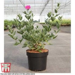 Cistus X Pulverulentus 'Sunset' -Flourish Flora CIST T66145 D3