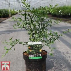 Citrus Trifoliata -Flourish Flora CITR TKA3374 A