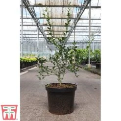 Citrus Trifoliata -Flourish Flora CITR TKA3374 B
