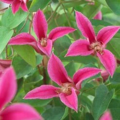 Clematis 'Princess Diana' -Flourish Flora CLEM T58051 A h