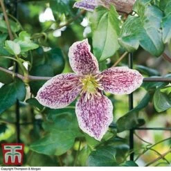 Clematis Cirrhosa Var. Purpurascens 'Freckles' -Flourish Flora CLEM T59148 A