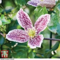 Clematis Cirrhosa Var. Purpurascens 'Freckles' -Flourish Flora CLEM T59148 C1
