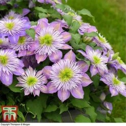 Clematis Crystal Fountain&trade; Evipo038 -Flourish Flora CLEM T59150 C1