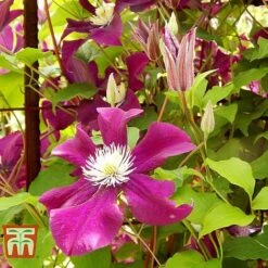 Clematis 'Ernest Markham' -Flourish Flora CLEM T59151 D