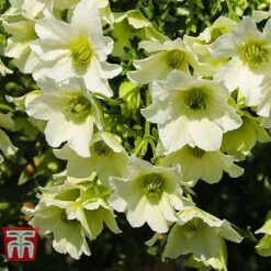 Clematis 'Early Sensation' -Flourish Flora CLEM T59407 D
