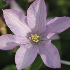 Clematis 'Proteus' -Flourish Flora CLEM T59434 B h