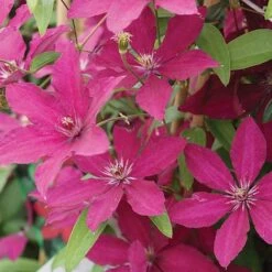Clematis 'R&uuml;&uuml;tel'