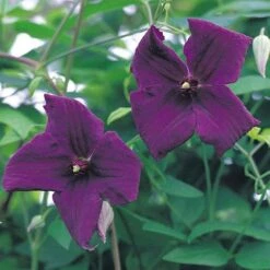 Clematis Viticella 'Polish Spirit' -Flourish Flora CLEM T59458 A h
