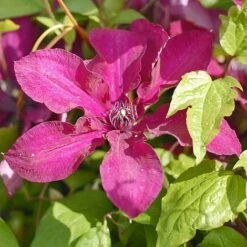Clematis 'Westerplatte' -Flourish Flora CLEM T59463 B h