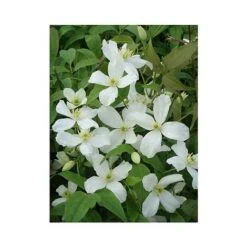 Clematis Montana 'Grandiflora' -Flourish Flora CLEM T66150 A h