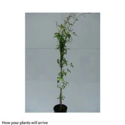 Clematis Montana 'Grandiflora' -Flourish Flora CLEM T66150 B h