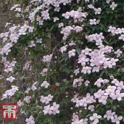 Clematis Montana 'Rubens' -Flourish Flora CLEM T66151 B