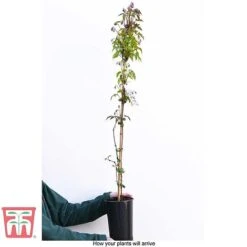 Clematis Montana 'Rubens' -Flourish Flora CLEM T66151 C