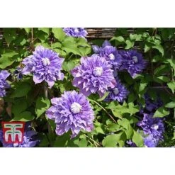 Clematis 'Multi Blue' 9 Clematis 'Multi Blue' -Flourish Flora CLEM T66153 A