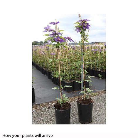 Clematis 'Multi Blue' 3 Clematis 'Multi Blue' - Image 3